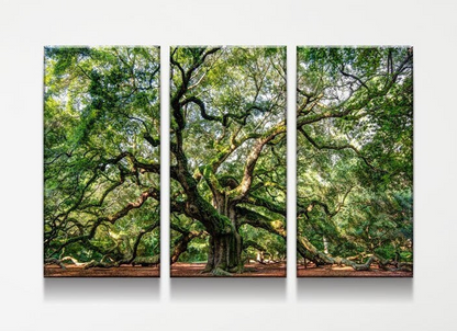 Angel Oak Tree Canvas Wall Art, Wilderness, Southern Live Oak, 3 Piece Wall Art Set, Extra Large Wall Art, Johns Island 3 Panel 26 X 18